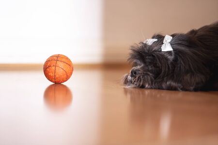 Lhasa apso female resting after playing with the ball.の写真素材