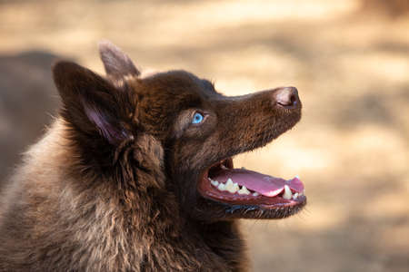 Portrait of a brown Pomsky with blue eyes playing outdoors.