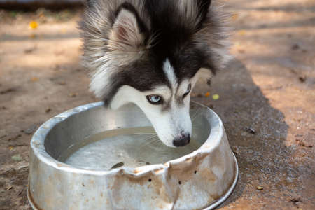 Blue-eyed Pomsky dog drinking water.の写真素材