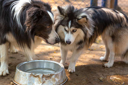 Black and white Border Collie drinking water next to a Pomsky in a kennel.