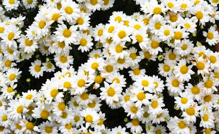 Background of a plantation of white daisies.の写真素材