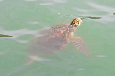 Sea turtle swimming in shallow water in the city of Santos, Brazil.