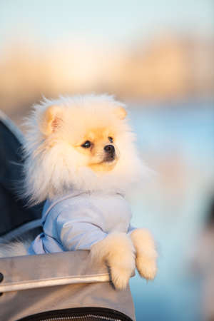 Spitz Pomeranian puppy in a pram strolling on the beach.