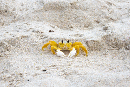 Ocypode quadrata is a species of crab in the Ocypodidae family. It is found on sandy beaches from...