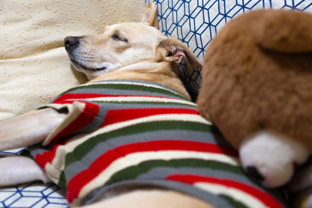 Mongrel dog sleeping on a sofa with teddy bear, wearing a striped outfit.