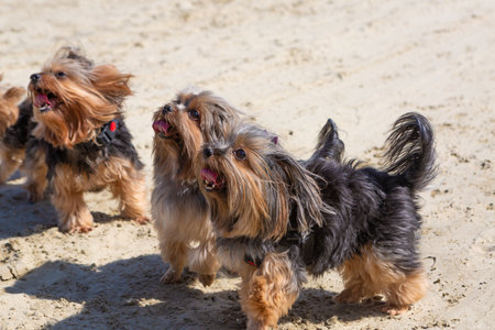 Three Yorkshire puppies looking at their owner.の写真素材