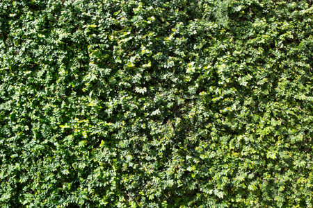 background of a wall covered with cat's claw climbing plant.