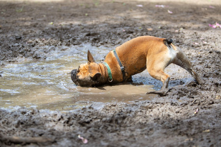 Funny French bulldog playing and rolling in a muddy puddle outdoors. Cute dog enjoying mud and water...