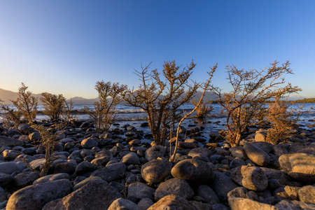 Shrubs clinging to the rocky shore of Lake Te Anau at Department of Conservation, DOC, Henry Creek...