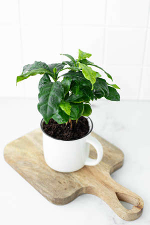 coffee plant tree in a white ceramic mug, top viewの写真素材