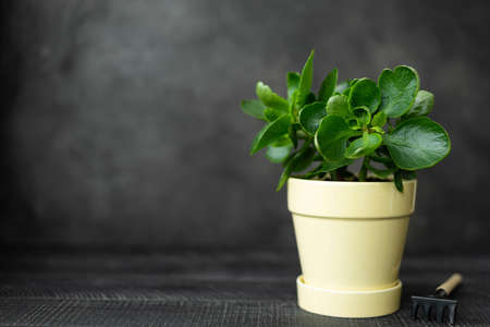 A kalanchoe houseplant with big green leaves in a yellow ceramic pot, close upの写真素材