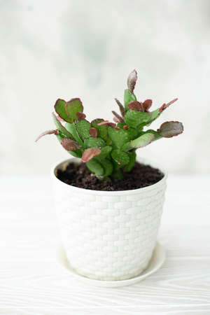 Christmas cactus (Schlumbergera) in white pot on the table, close upの写真素材