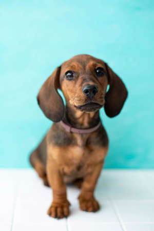 four-month-old red dachshund puppy sits on a white floor, close-upの写真素材