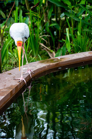 Yellow billed stork (Mycteria leucocephala)