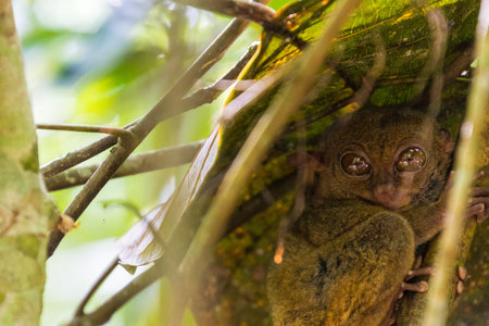 Tarsier in the rainforest of Bohol Island, Philippines.の写真素材