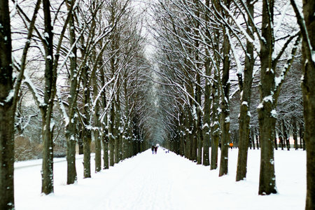 Alley of trees covered with snow in the park in winter.
