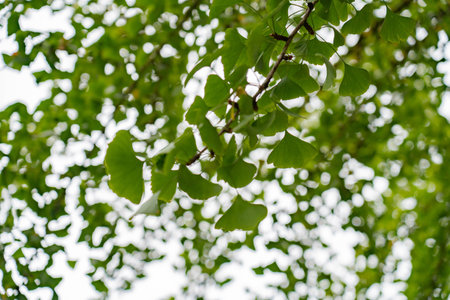 Ginkgo biloba leaves on tree in nature. Ginkgo bilobaの写真素材