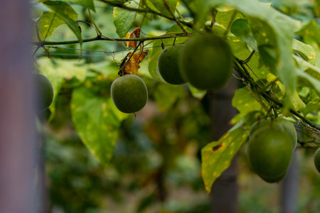 Luohanguo green colour, luo han guoの写真素材