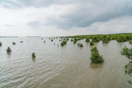 Mangrove trees in the mangrove forest, Johor, Malaysiaの写真素材