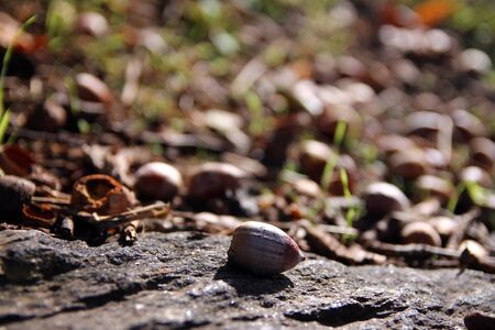 Close up of a nut during autumn seasonの写真素材
