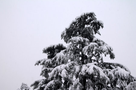 The high pine tree in the white background of winter snow just after the stormの写真素材