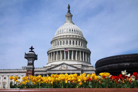 Red and yellow tulips on a summer day with the United States Capitol on Capitol Hill in Washington...