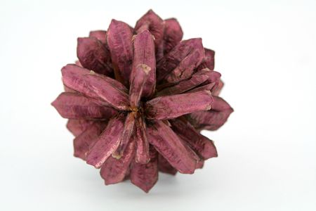 Pine strobile pianted with varnish isolated on white topの写真素材