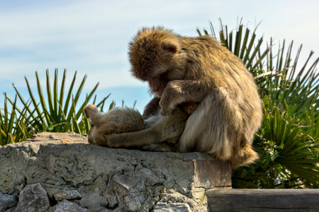 female monkey cares about cub sitting on a concrete fence on the background of palm treesの写真素材