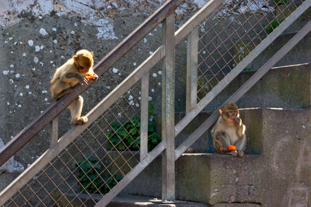 couple of young monkeys sitting on stone stairs with metal railings and of eating carrotsの写真素材