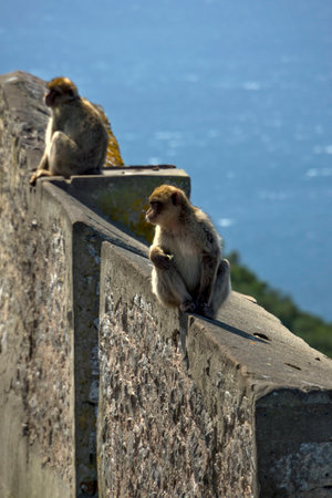 a pair of monkeys sitting on a concrete fence on the background of the sea. Gibraltarの写真素材