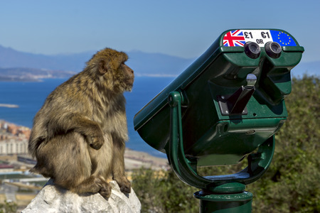 Monkey sits near a telescope with the symbols of the pound sterling and the dollar against the backdrop of the bay. Mediterranean Sea. Reserve Upper Rock, Gibraltarの写真素材