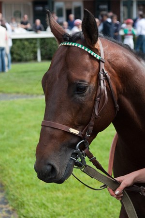 horse at gallop race at hippodrome