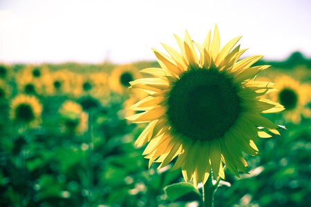 Sunflowers Growing in Tuscanyの写真素材