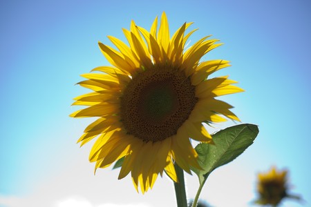 Sunflowers Growing in Tuscanyの写真素材