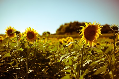 Sunflowers Growing in Tuscanyの写真素材