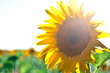 Sunflowers Growing in Tuscanyの写真素材