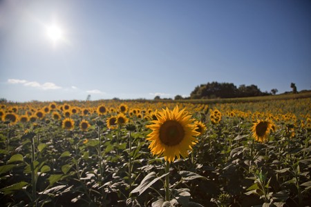 Sunflowers Growing in Tuscanyの写真素材