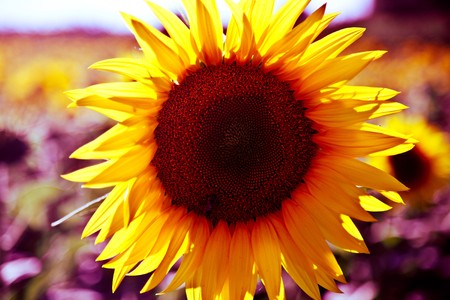 Sunflowers Growing in Tuscanyの写真素材