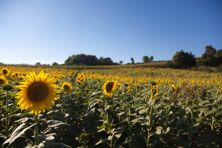 Sunflowers Growing in Tuscanyの写真素材