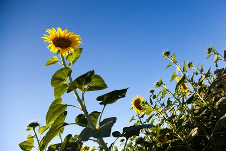 Sunflowers Growing in Tuscanyの写真素材