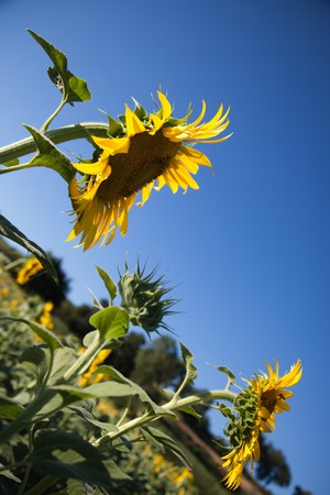 Sunflowers Growing in Tuscanyの写真素材