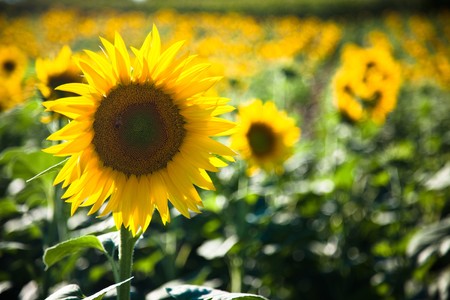 Sunflowers Growing in Tuscanyの写真素材