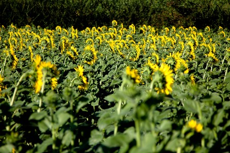 Sunflowers Growing in Tuscanyの写真素材
