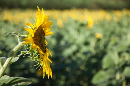 Sunflowers Growing in Tuscanyの写真素材