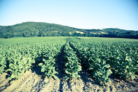 Tobacco Plantation in Tuscanyの写真素材