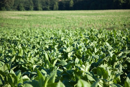 Tobacco Plantation in Tuscanyの写真素材