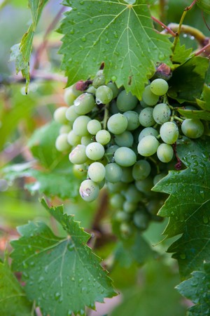 Wine Grapes in the Vineyard on a Misty Dayの写真素材