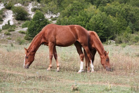 Horses Pasture in Green Fieldの写真素材
