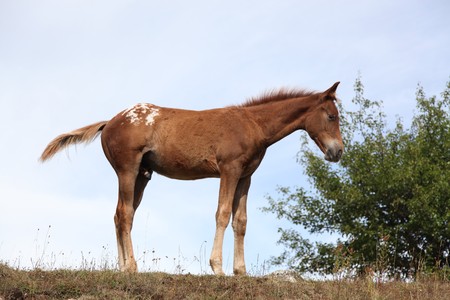 Horses Pasture in Green Fieldの写真素材