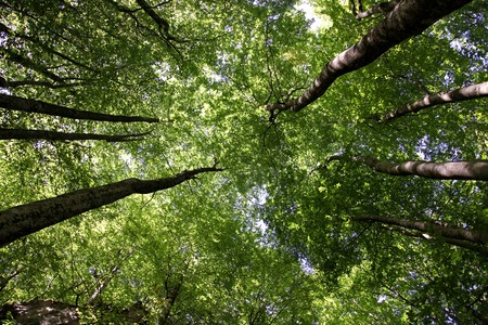 Beech Forest in Abruzzo, Italyの写真素材